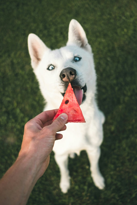 darmgezondheid-honden